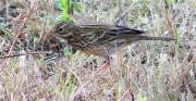 Grasset de muntanya (Anthus spinoletta)