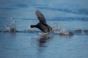 Fotja (Fulica atra)