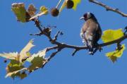 Cadernera (Carduelis carduelis)