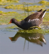 Polla d'aigua (Gallinula chloropus) 2/3