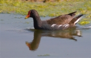 Polla d'aigua (Gallinula chloropus) 3/3