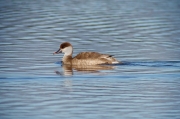 Femella de Xibec (Netta rufina)