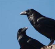 Corb (Corvus corax)