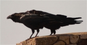 Corb (Corvus corax)
