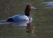 Mascle de Morell de cap-roig (Aythya ferina)