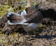 Corriol petit (Charadrius dubius) 2/2