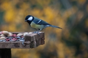 Mallerenga carbonera (Parus major)