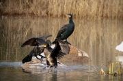 Corb marí (Phalacrocorax carbo)