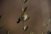 Mosquiter comú (Phylloscopus collybita)