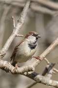 Pardal comú mascle (Paser domesticus)