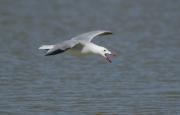 Gaviota de Audouin