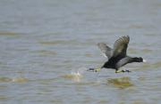 Focha comùn (fulica atra)