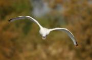 Bec-planer ( Platalea leucorodia )