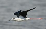 Cigüenuela (Himantopus himantopus)