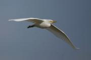 Garcilla bueyera (Bubulcus ibis)