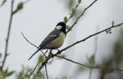 mallerenga carbonera (parus major)