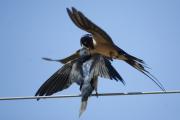 Golondrina común (Hirundo rustica)