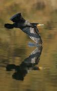 Corb marí gros ( Phalacrocorax carbo ). Pequeño error de pilotaje