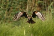 Aguilucho lagunero (Circus aeruginosus)