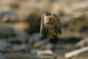 Pardillo (Carduelis cannabina)