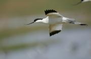 Avoceta comùn (Recurvirostra avosetta)