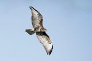 Ratonero (Buteo buteo)