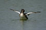 Somormujo lanvanco (Podiceps cristatus)