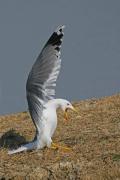 Gaviota patiamarilla (Larus cachinnans)