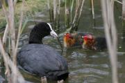 Fotja (fulica atra)