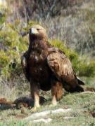 Golden Eagle, Aliga daurada (Aquila chrysaetos ssp homeyeri)