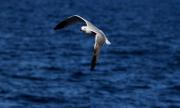 Gaviota de Audouin ( Larus audouinii )