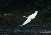 Agró blanc (Egretta alba)