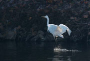 agró aterrant (Egretta alba)