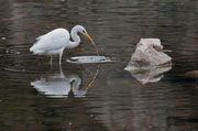 Agró blanc (Egretta alba)