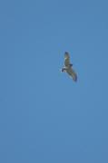 aguila marcenca-culebrera-(Circaetus gallicus)