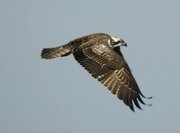 Aguila pescadora - pandion haliaeatus