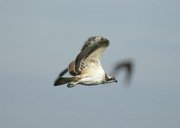 Aguila pescadora - pandion haliaeatus