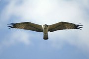 Aguila pescadora - pandion haliaeatus