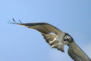 Aguila pescadora - pandion haliaeatus