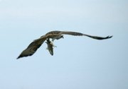 Aguila pescadora - pandion haliaeatus