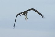 Aguila pescadora - pandion haliaeatus