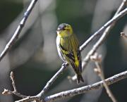 Lluer (Carduelis spinus)