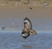 aligot comú (Buteo buteo)