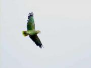 Loro guaro (Amazona amazonica)