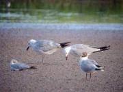 Gavina corsa (Larus audouinii)