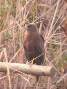 Arpella, aguilucho lagunero, marsh harrier (Circus aeruginosus)