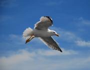 Gaviota patiamarilla ( Larus cachinnans )