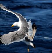 Gaviota patiamarilla ( Larus cachinnans )