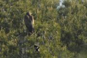 astor (Accipiter gentilis)