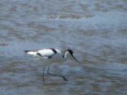 El pare de la cria de bec d'Alena (Recurvisrostra avocetta)